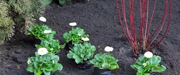 Gänseblümchen - Einpflanzen im Garten