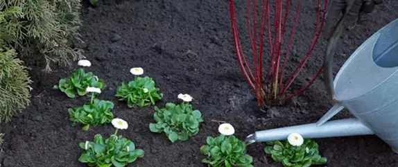 Gänseblümchen - Einpflanzen im Garten