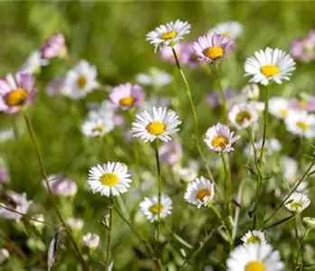 Die heilende Wirkung von Gänseblümchen