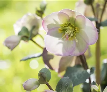 Fleur primeur - zarte Frühlingsgrüße aus dem Blumengarten