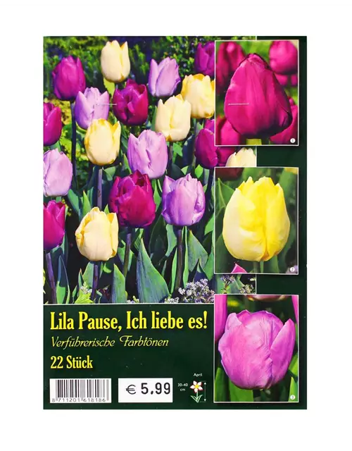 Tulpen-Mix 'Lila Pause, ich liebe es '