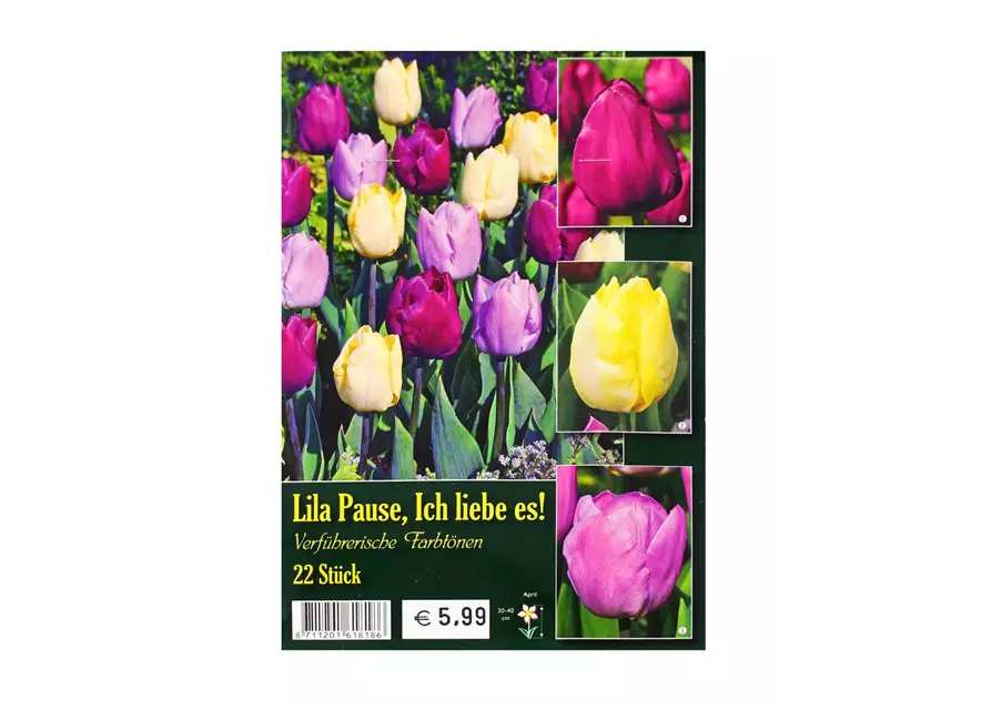 Tulpen-Mix 'Lila Pause, ich liebe es '