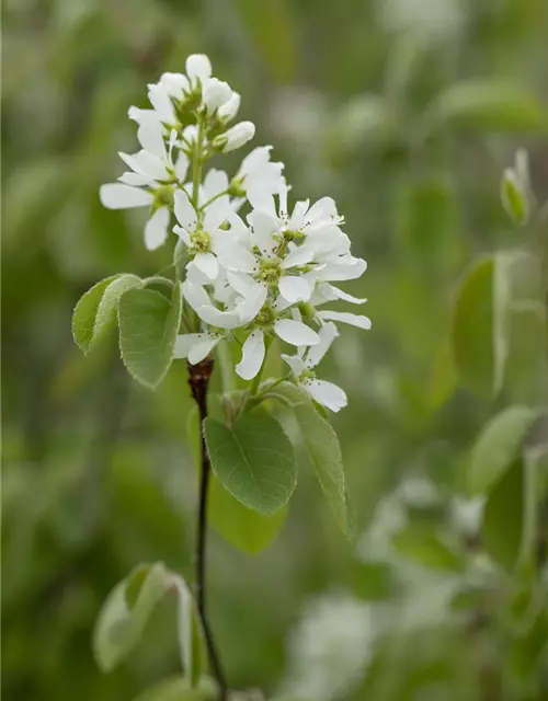 Felsenbirne 'Greatberry® Farm'