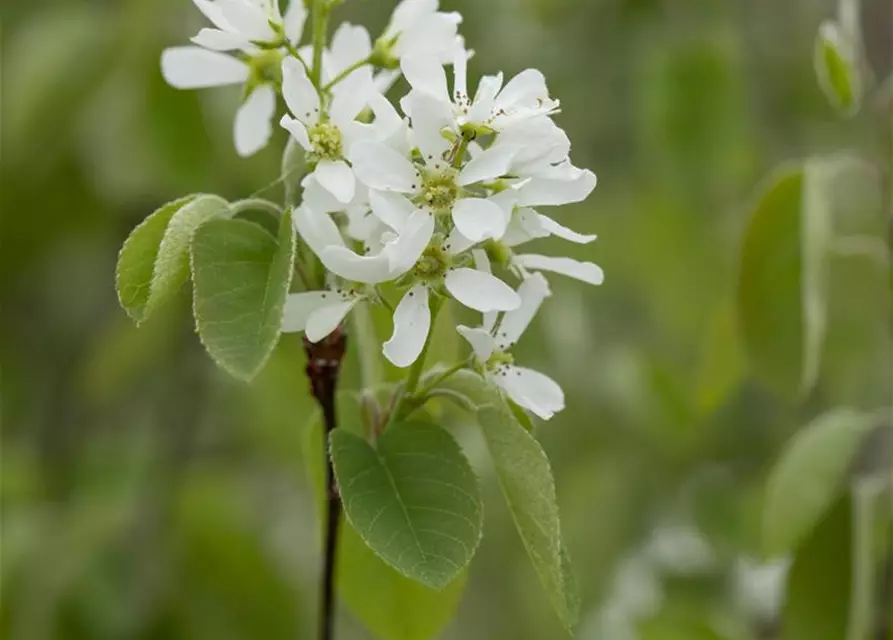 Felsenbirne 'Greatberry® Farm'