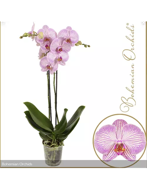 Orchidee 'Warsaw', 3-rispig, exklusiv