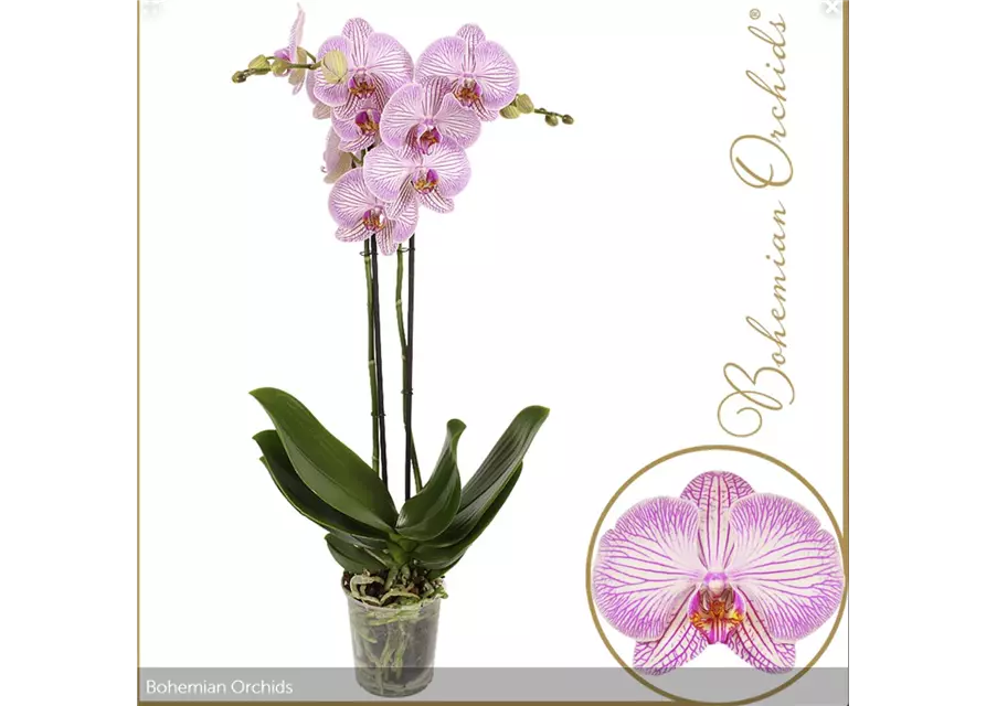 Orchidee 'Warsaw', 3-rispig, exklusiv