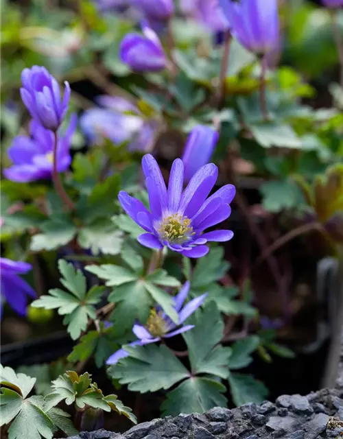 Blaue Balkan-Anemone 'Blue Shades', 10 cm Topf