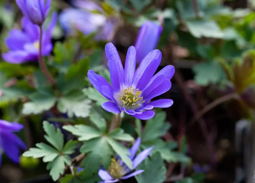 Blaue Balkan-Anemone 'Blue Shades', 10 cm Topf