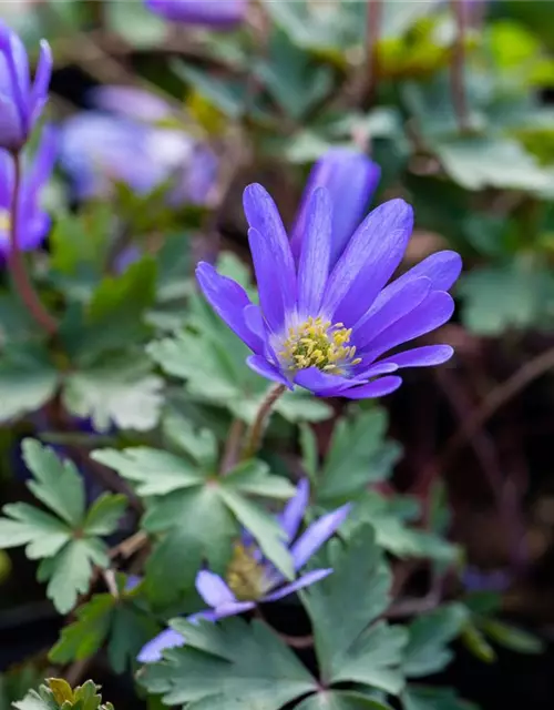 Blaue Balkan-Anemone 'Blue Shades', 10 cm Topf