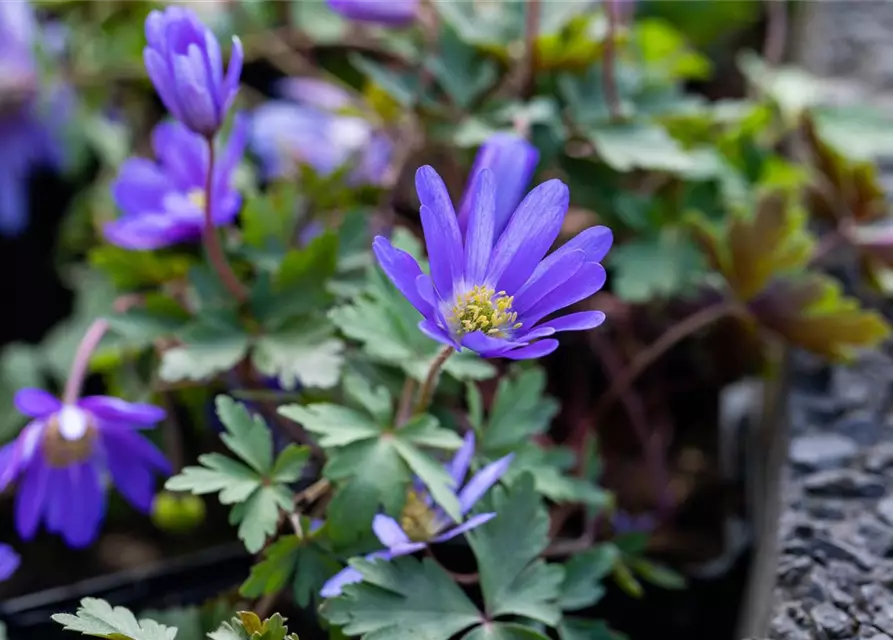 Blaue Balkan-Anemone 'Blue Shades', 10 cm Topf