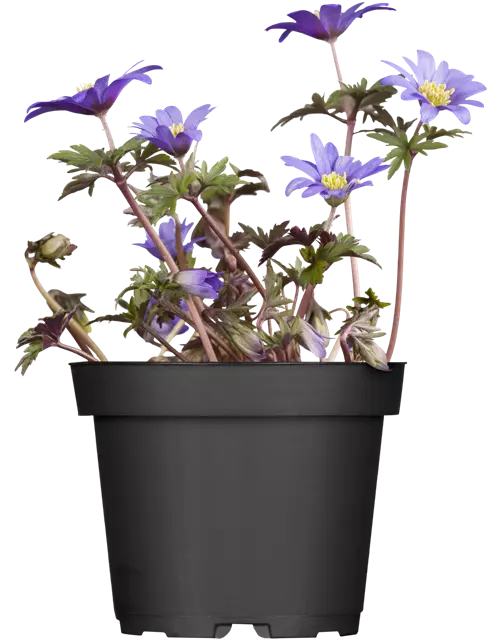 Blaue Balkan-Anemone 'Blue Shades', 10 cm Topf