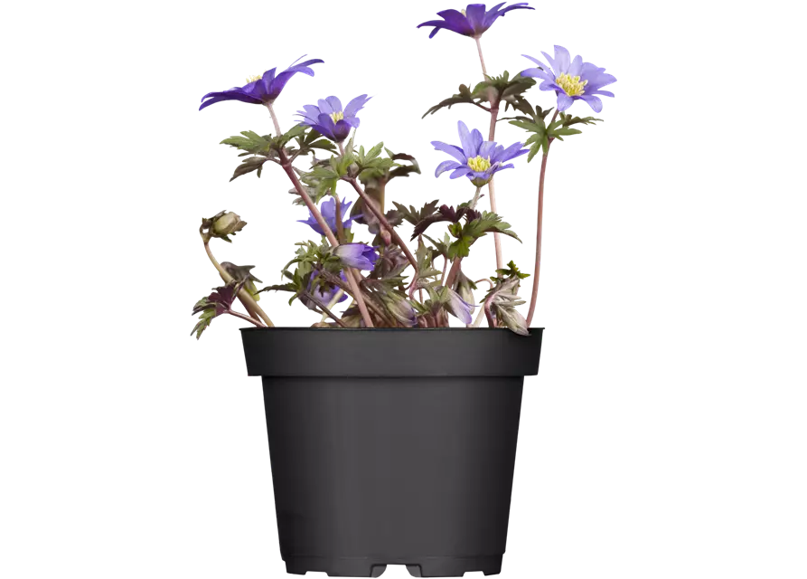 Blaue Balkan-Anemone 'Blue Shades', 10 cm Topf