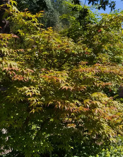 Acer palmatum 'Osakazuki'