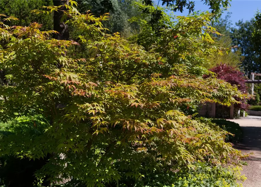 Acer palmatum 'Osakazuki'