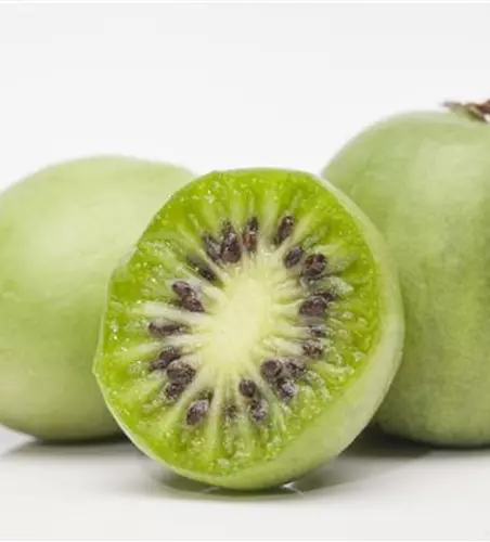 Mini-Kiwi