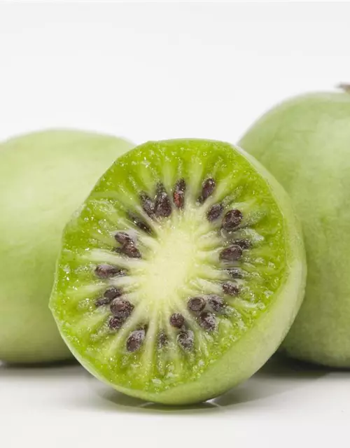 Mini-Kiwi