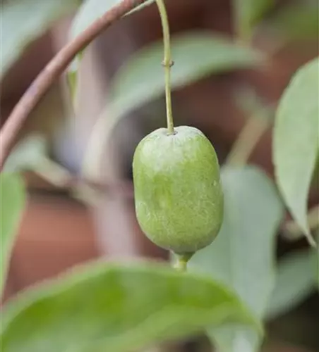 R Actinidia arguta 'Issai'