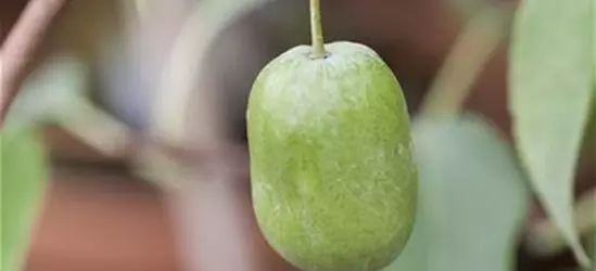 R Actinidia arguta 'Issai'