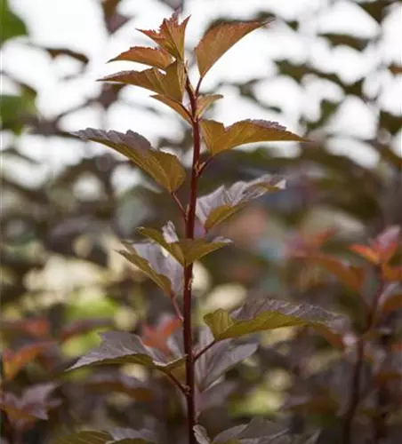 Blasenspiere 'Amber Jubilee'®