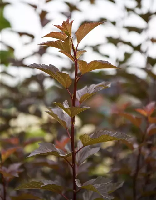 Blasenspiere 'Amber Jubilee'®