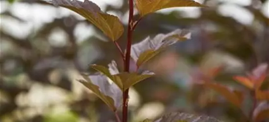 Blasenspiere 'Amber Jubilee'®