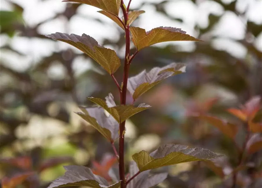 Blasenspiere 'Amber Jubilee'®