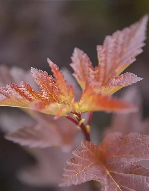 Fasanenspiere 'Little Angel'®