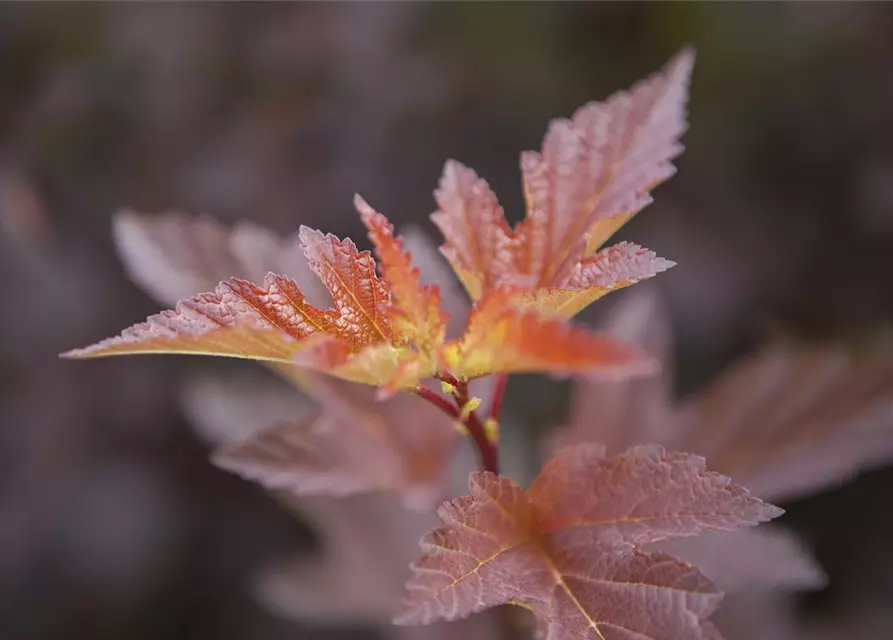 Fasanenspiere 'Little Angel'®