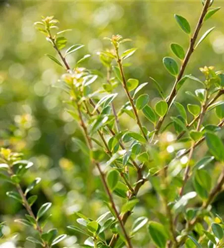 Ilex crenata 'Stokes'