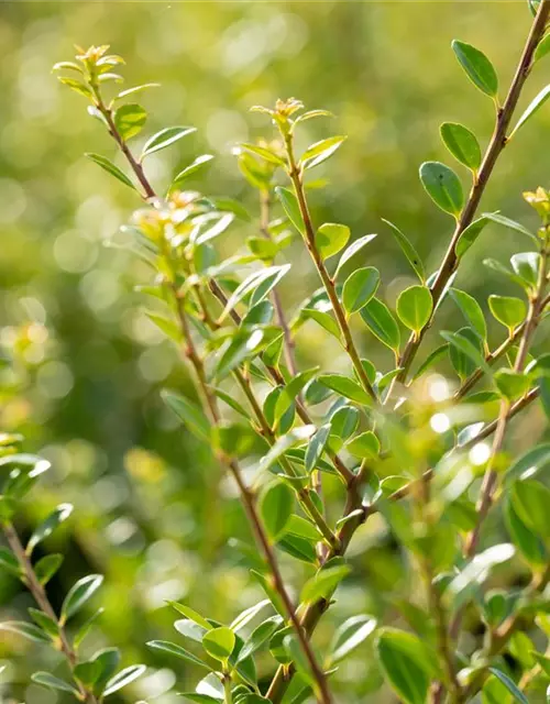 Ilex crenata 'Stokes'