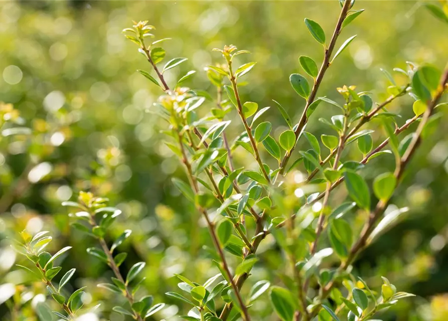 Ilex crenata 'Stokes'