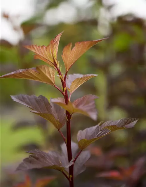 Blasenspiere 'Amber Jubilee'®