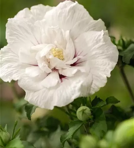 Garteneibisch 'White Chiffon'®