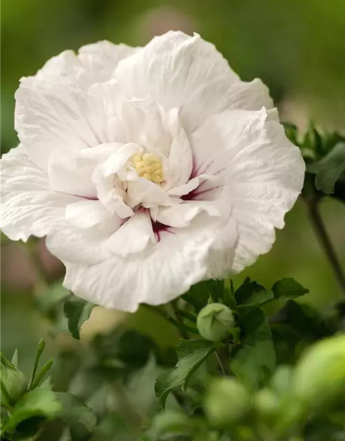 Garteneibisch 'White Chiffon'®