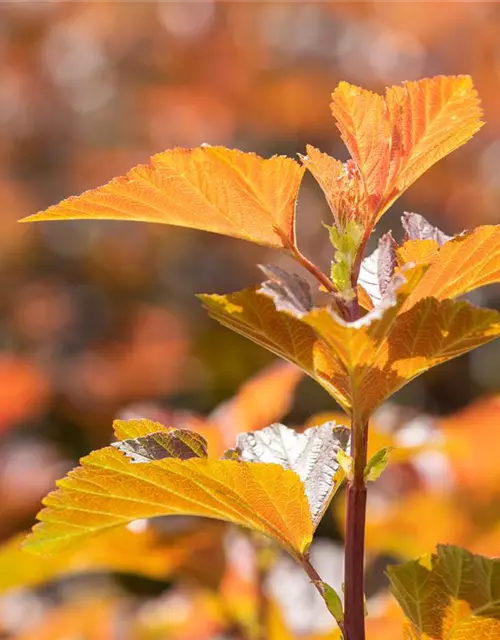 Blasenspiere 'Amber Jubilee'®