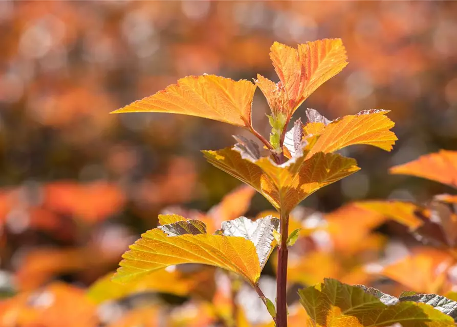 Blasenspiere 'Amber Jubilee'®