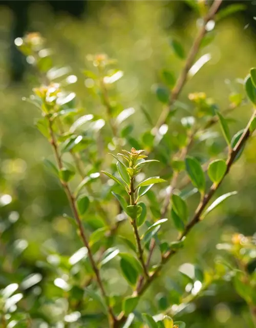 Ilex crenata 'Stokes'