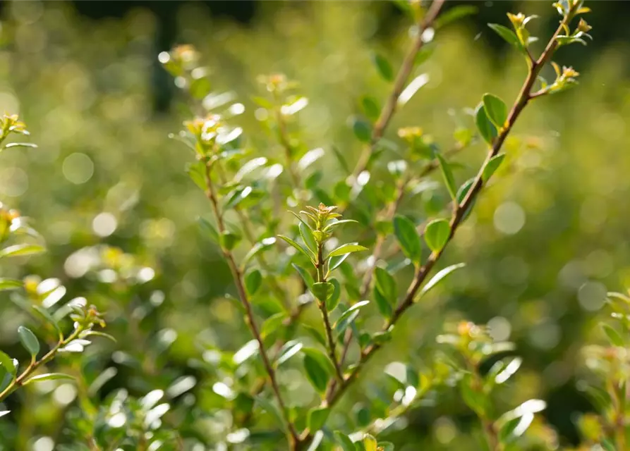 Ilex crenata 'Stokes'