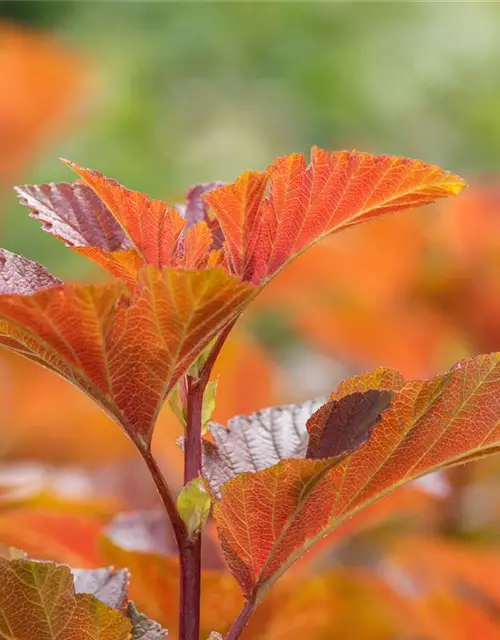 Blasenspiere 'Amber Jubilee'®