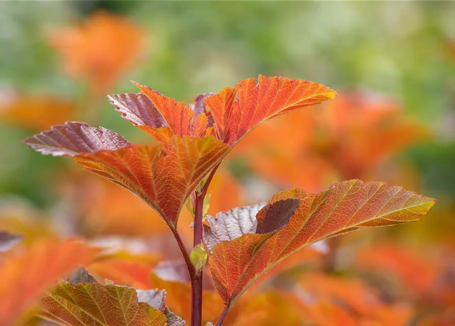 Blasenspiere 'Amber Jubilee'®