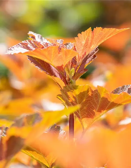 Blasenspiere 'Amber Jubilee'®