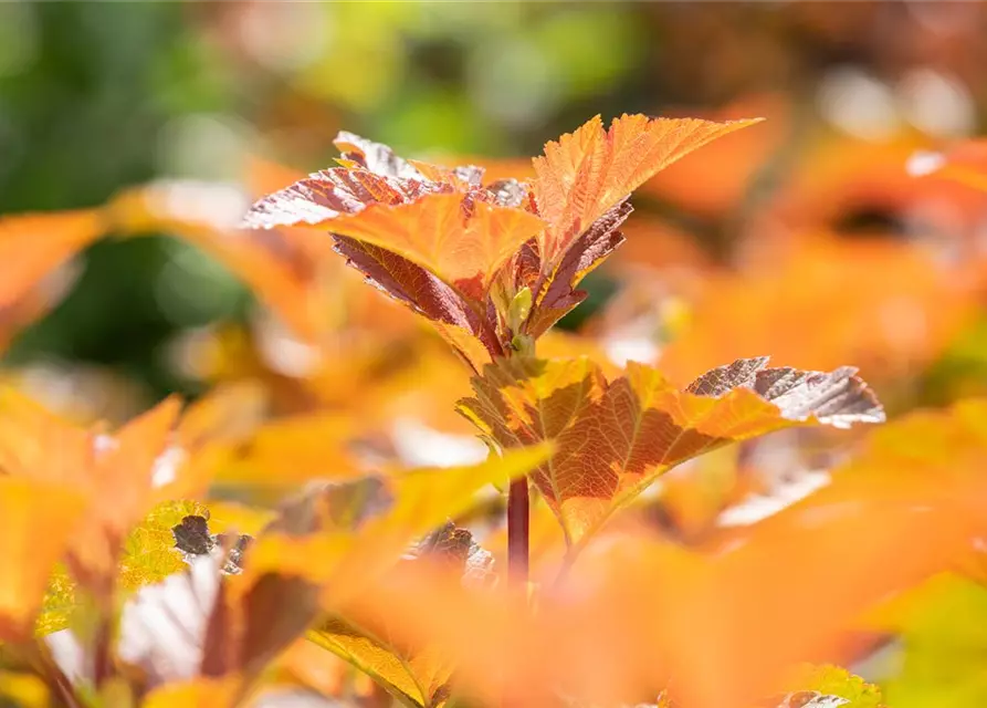 Blasenspiere 'Amber Jubilee'®