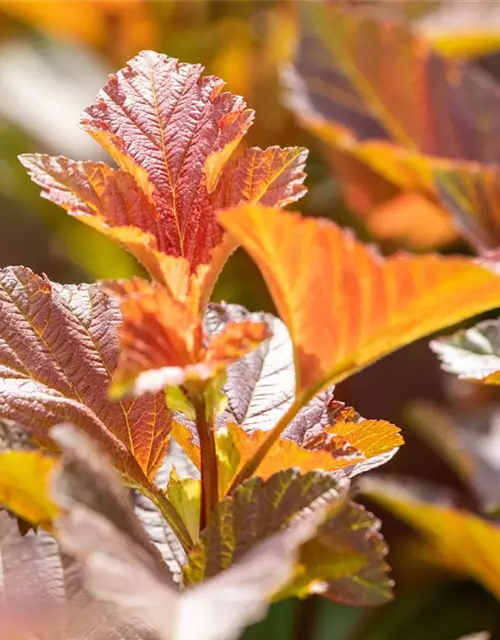 Blasenspiere 'Amber Jubilee'®