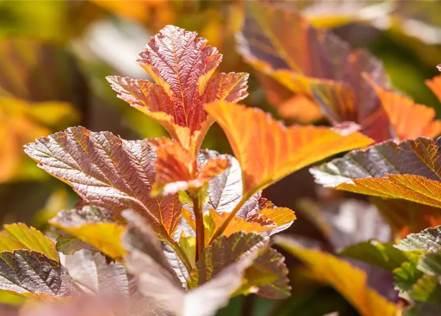 Blasenspiere 'Amber Jubilee'®