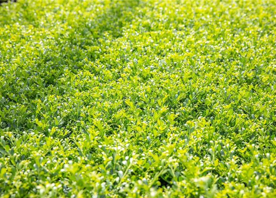 Ilex crenata 'Stokes'