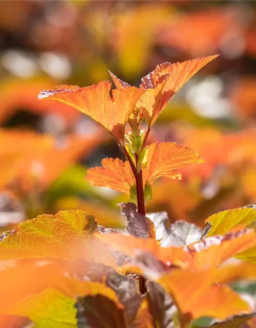 Blasenspiere 'Amber Jubilee'®