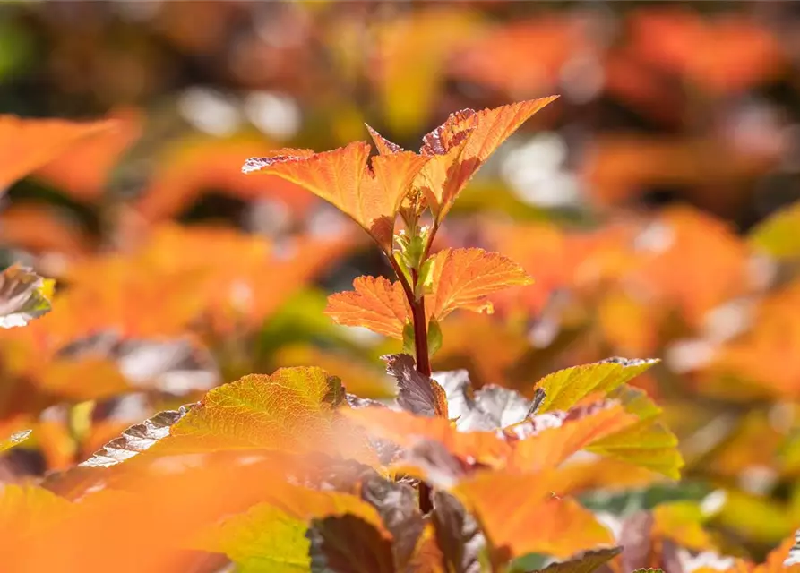 Blasenspiere 'Amber Jubilee'®