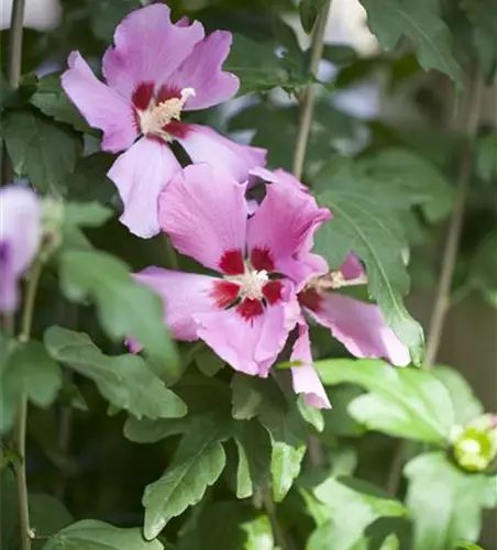 Hibiscus syriacus 'Woodbridge'