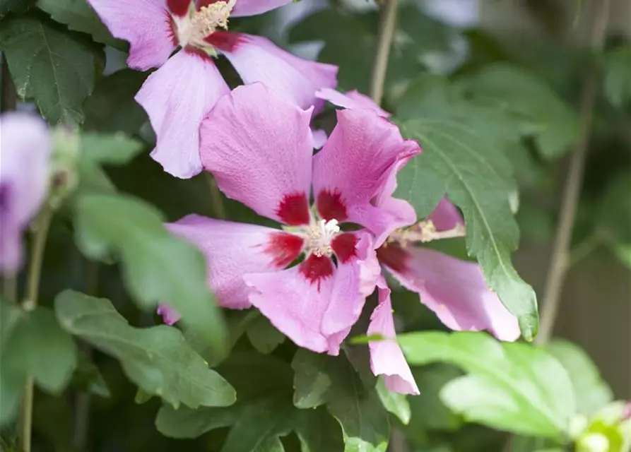 Hibiscus syriacus 'Woodbridge'