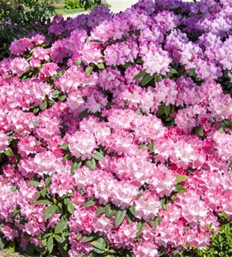 Rhododendron 'English Roseum'